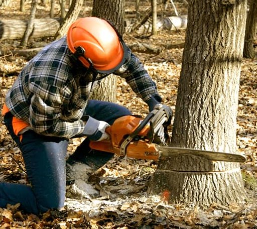 Tree Removal in White Deer, TX